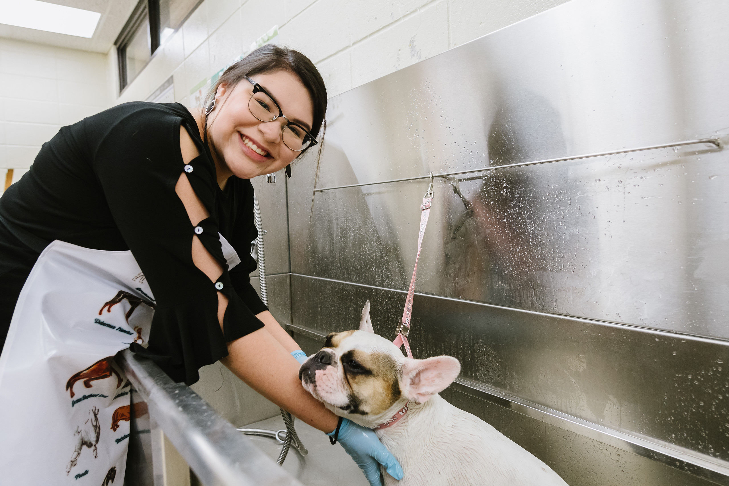 Pampered Pooches ofrecerá aprendizaje práctico para estudiantes de especialización en veterinaria.