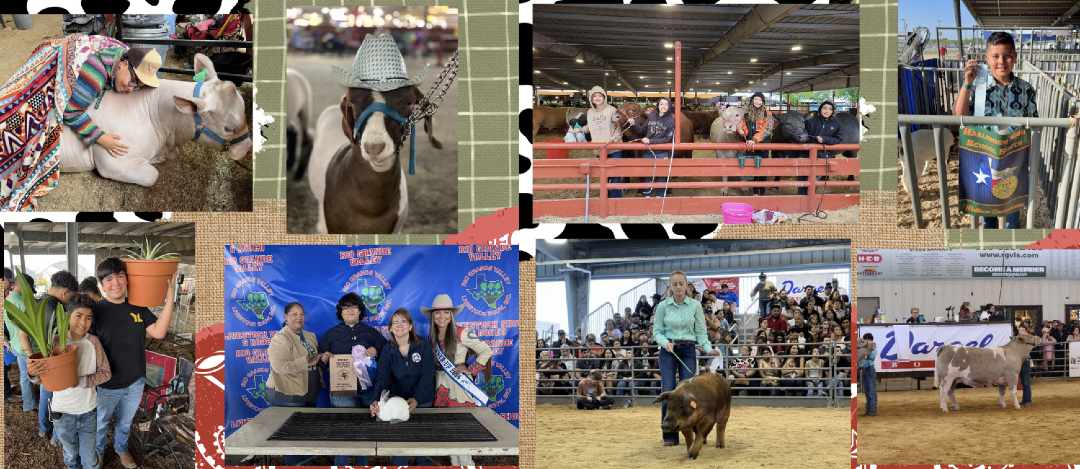HCISD FFA members excel at Rio Grande Valley Livestock Show